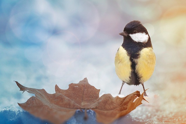 Free Bird Nature photo and picture