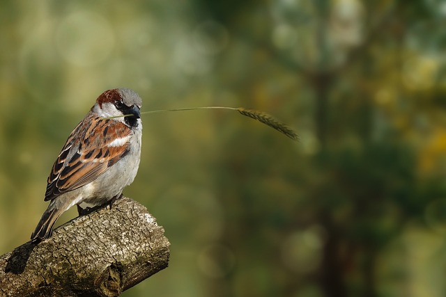 Free Nature Wildlife photo and picture