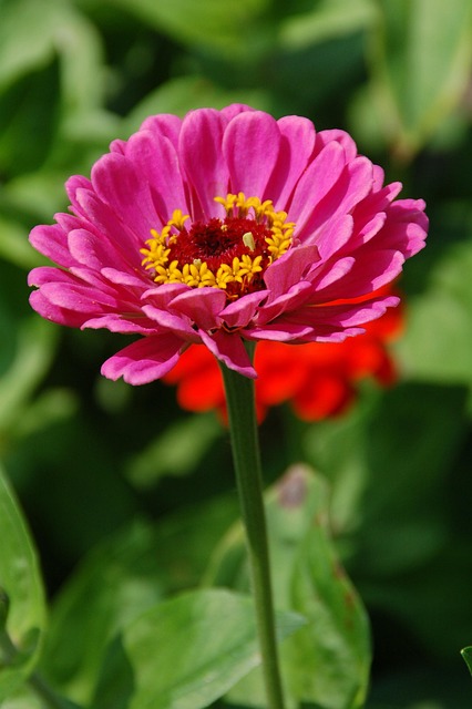 Free Nature Plant photo and picture