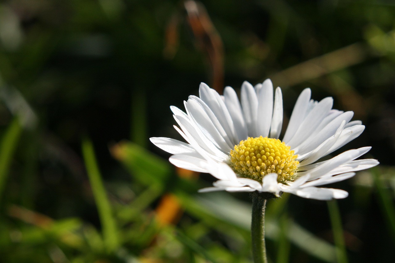Nature - free online jigsaw puzzle photo