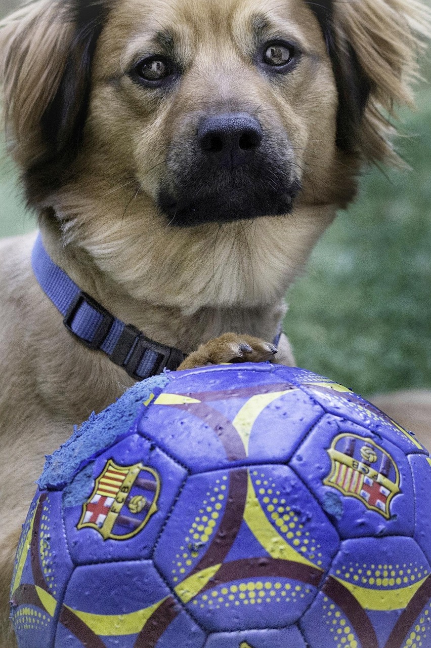 ペット 犬 動物 - Pixabayの無料写真 - Pixabay