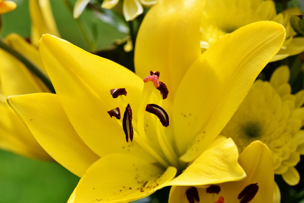 Lily - free online jigsaw puzzle photo