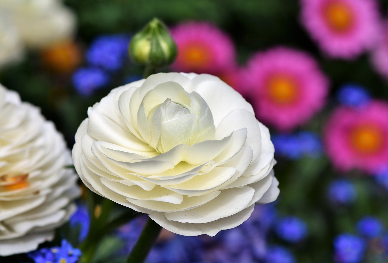 High Res Ranunculus 600+ Free Ranunculus & Nature Images - Pixabay