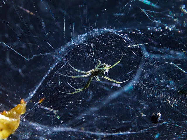 Naturaleza Araña Horizontal - Foto gratis en Pixabay - Pixabay