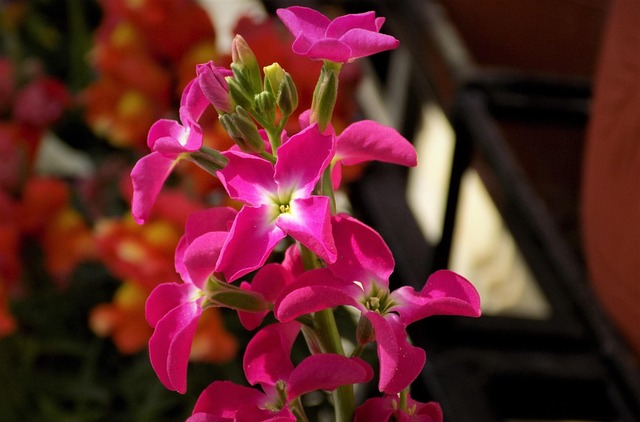 Free Flower Nature photo and picture