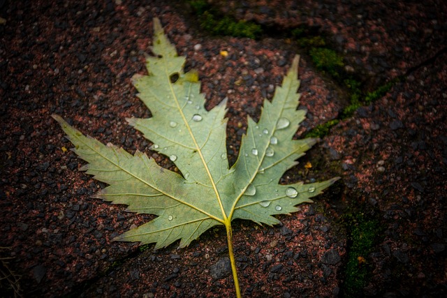 Free Leaf Outdoors photo and picture