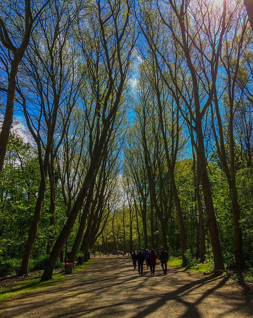 Free Tree Wood photo and picture