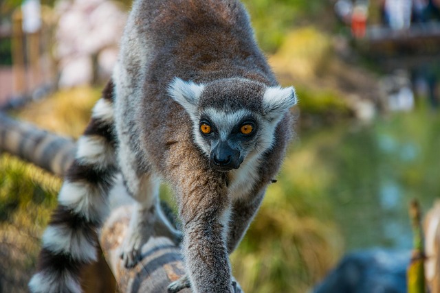 Free Mammal Nature photo and picture