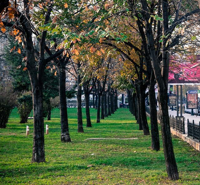 Free Tree Park photo and picture