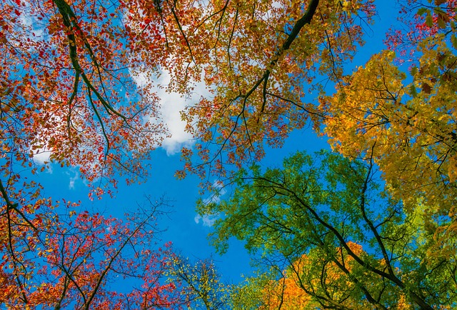 Free Tree Fall photo and picture