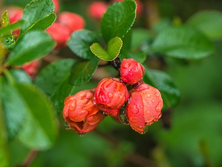 Flower, Leaves, Rain, Raindrop