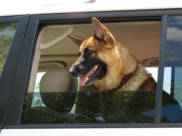 Free Dog Canine photo and picture