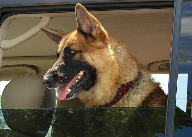 Free Dog Canine photo and picture