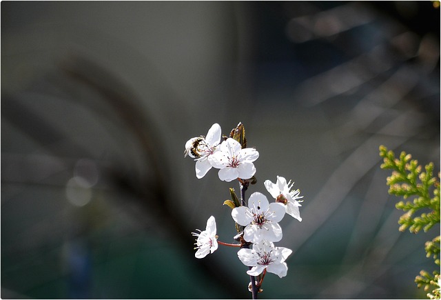 Free Flower Nature photo and picture