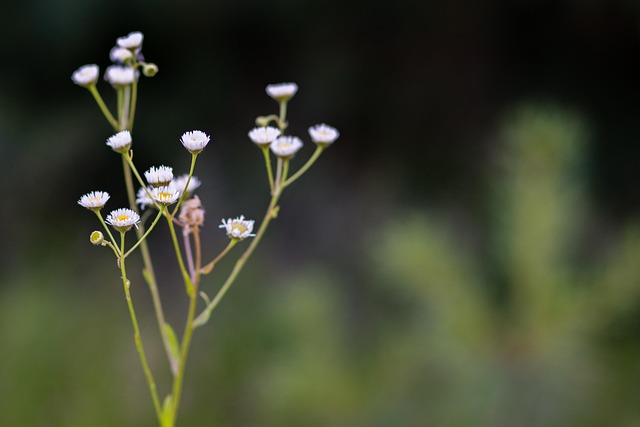 Free Flower Nature photo and picture