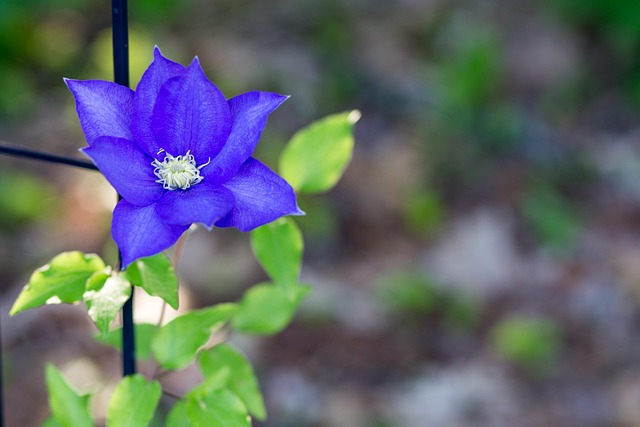 Free Nature Flower photo and picture