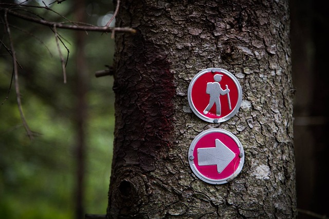 Free Wood Tree photo and picture