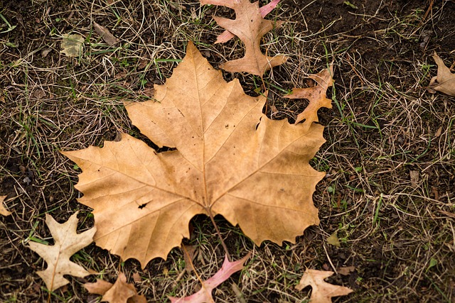 Free Leaf Fall photo and picture