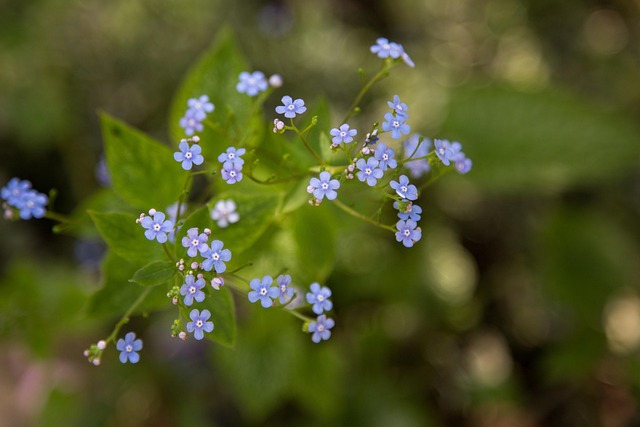 Free Nature Flower photo and picture