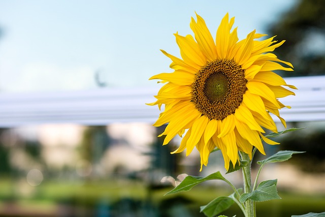 Free Nature Beautiful Flowers photo and picture