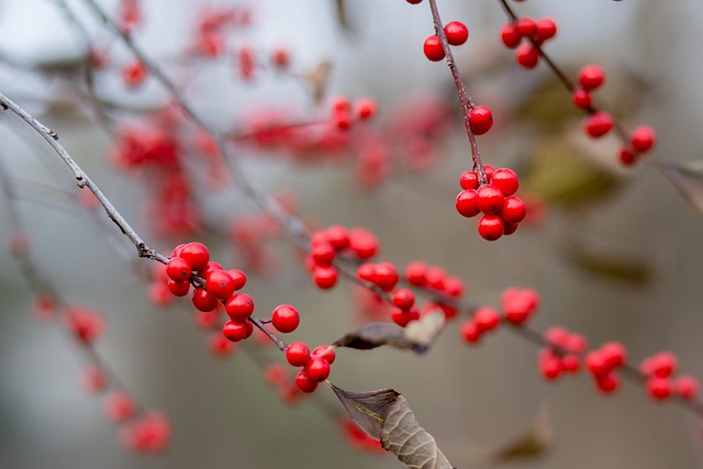 Free Nature Branch photo and picture