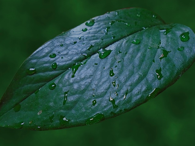 Free Raindrops Leaf photo and picture