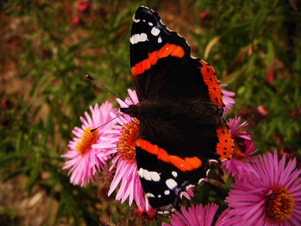 Nature Insect Outside Butterfly - Free photo on Pixabay