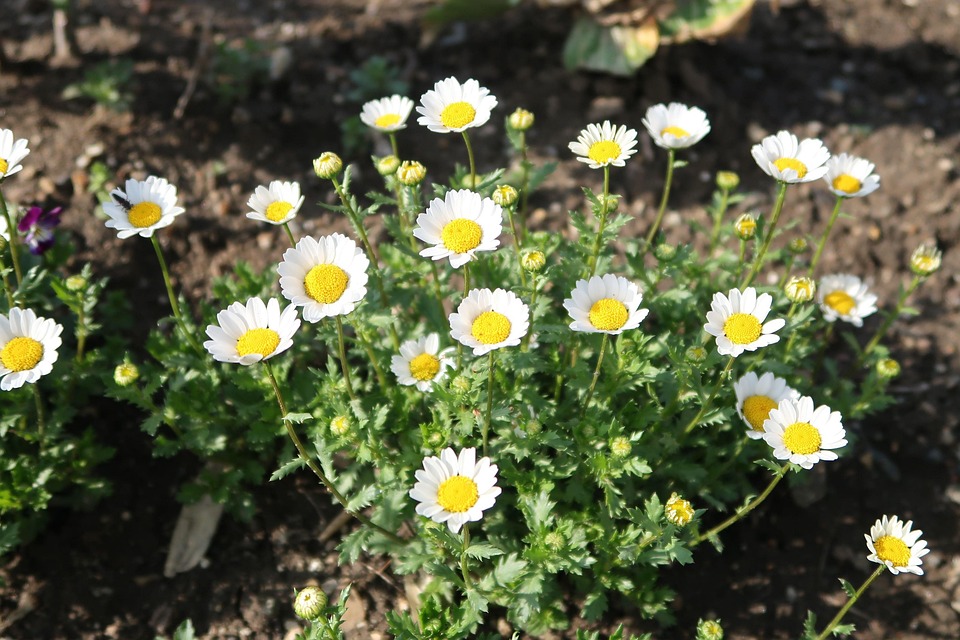 自然 植物 花 Pixabayの無料写真