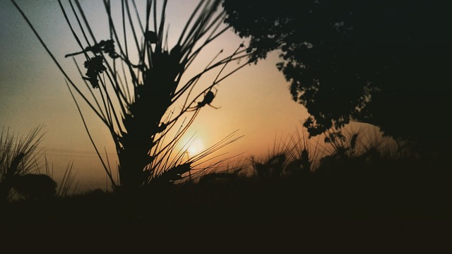 Free Sunset Silhouette photo and picture