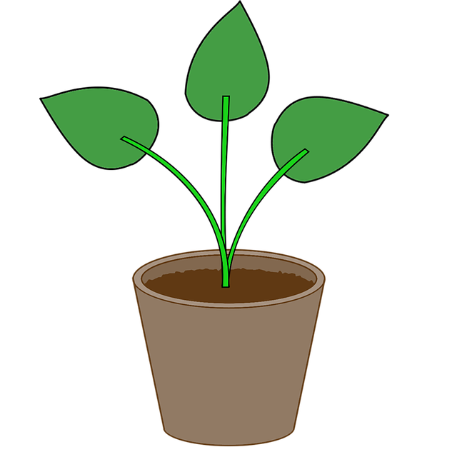 Pflanze, Blumentopf, Topf, Gartenarbeit
