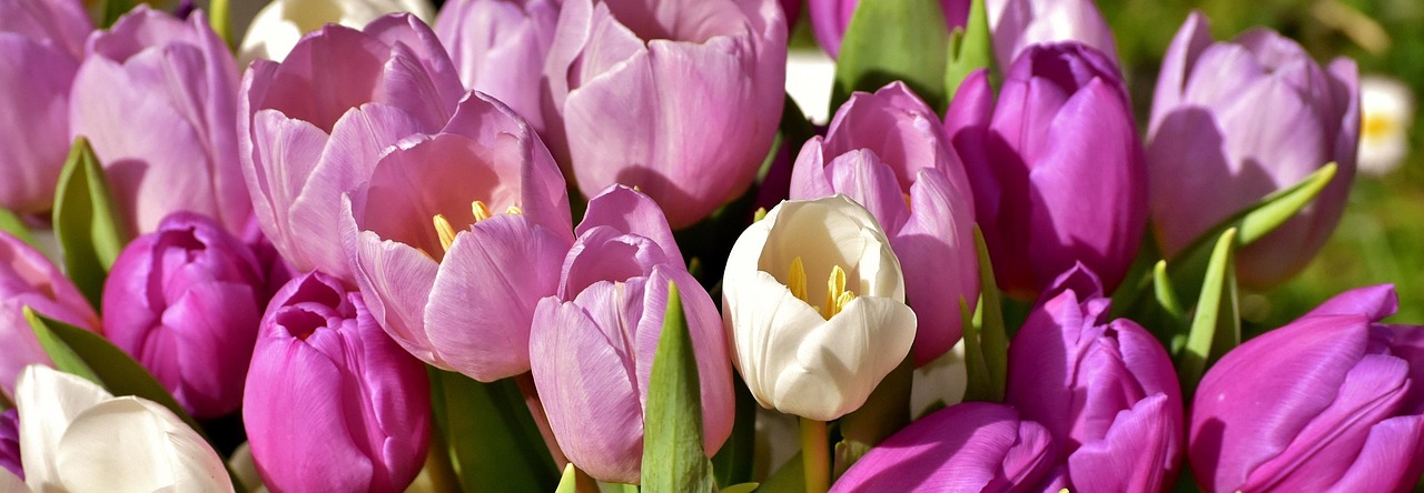 Tulips Hd Facebook Covers