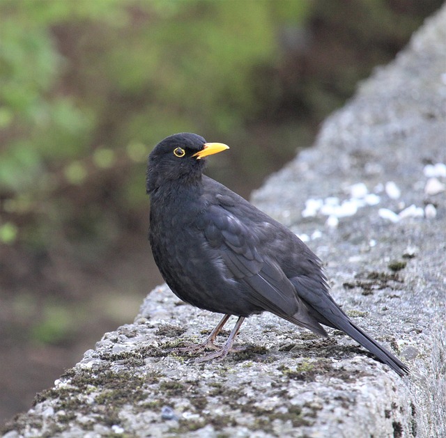 Free Bird Wildlife photo and picture