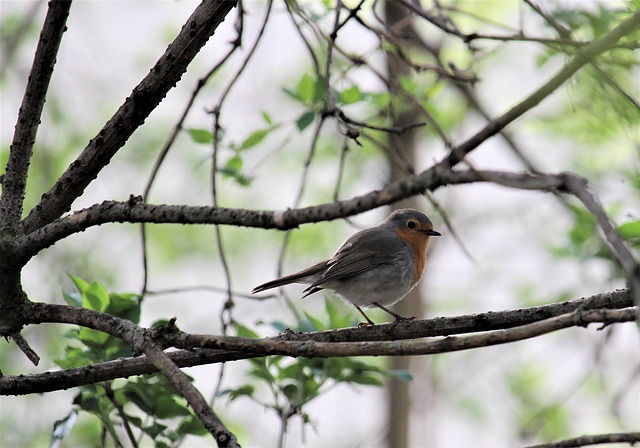 Free Nature Tree photo and picture
