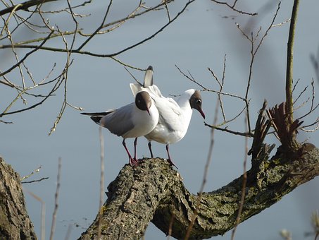 Free Birds Nature photo and picture