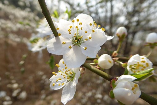 Free Flower Tree photo and picture