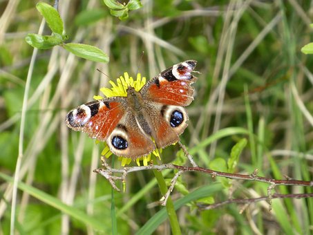 Free Nature Insect photo and picture
