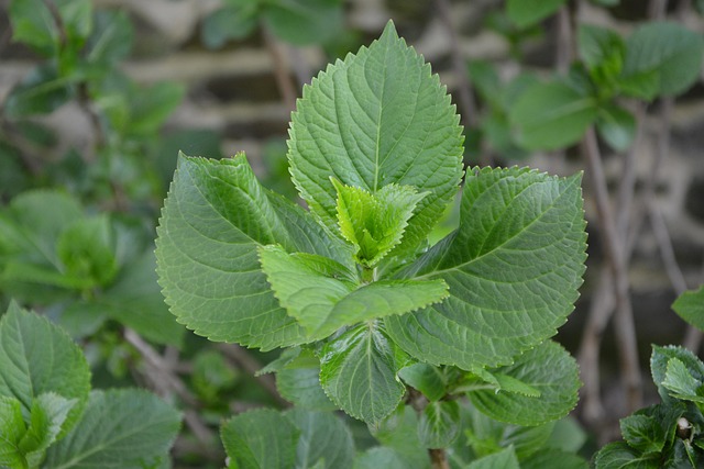 Free Leaf Leaves Hydrangea photo and picture
