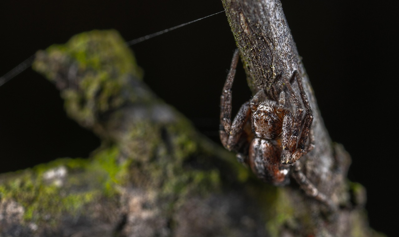 Nature Animals Arachnids - Free photo on Pixabay - Pixabay