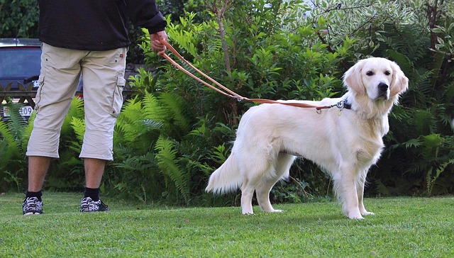 Free Dog Grass photo and picture