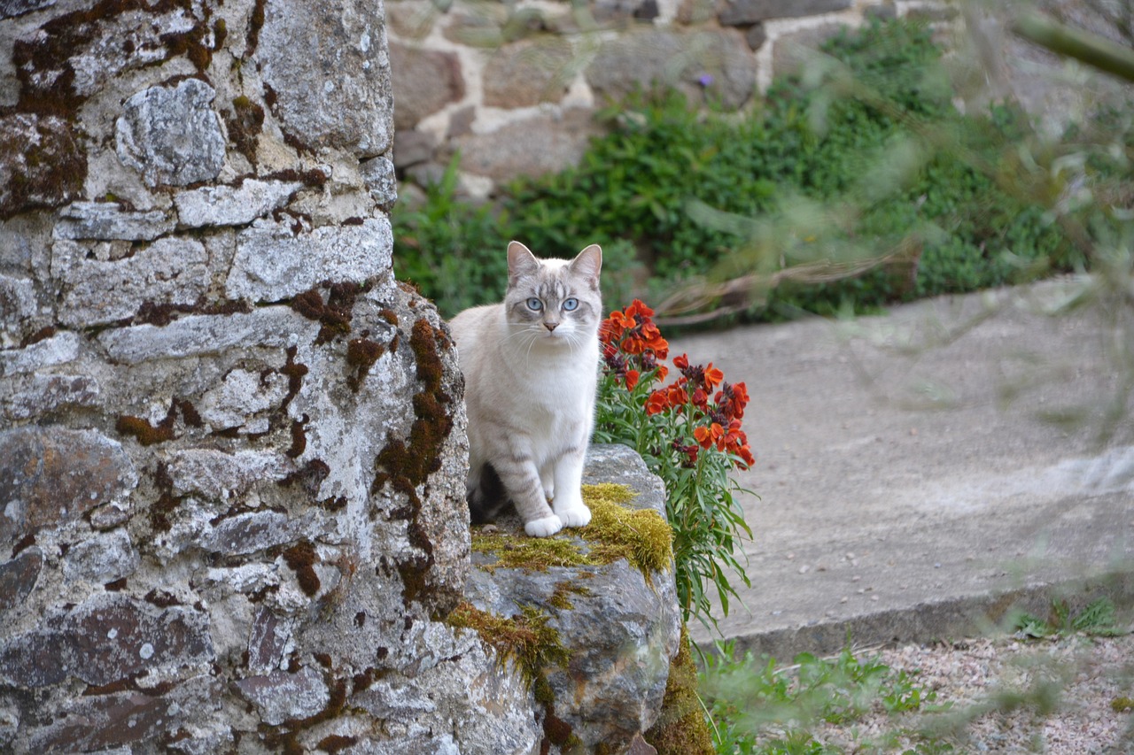 Cat - free online jigsaw puzzle photo