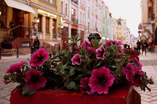 Free Flower No One photo and picture