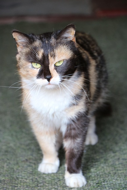 Free Cat Mammals photo and picture