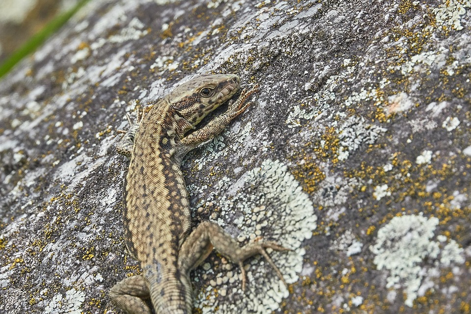Lagarto Roca Reptil - Foto gratis en Pixabay