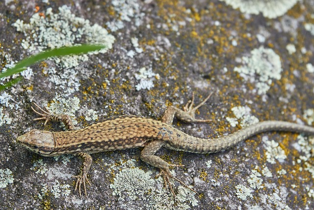 Lagarto Roca Reptil - Foto gratis en Pixabay - Pixabay