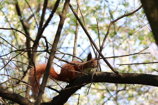 Free Tree Nature photo and picture