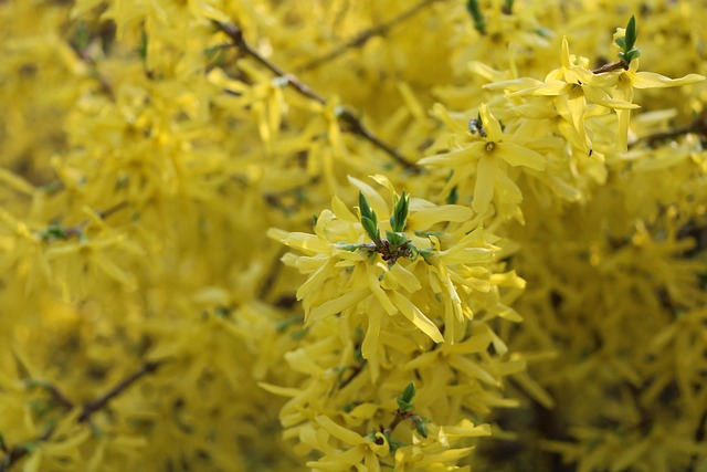 Free Nature Plant photo and picture
