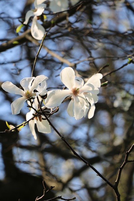 Free Tree Branch photo and picture