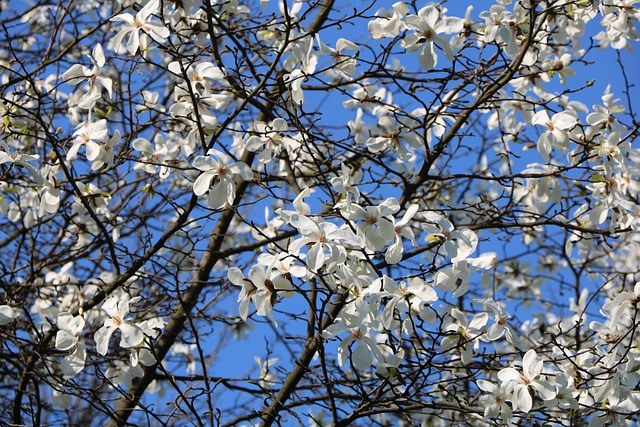 Free Tree Branch photo and picture