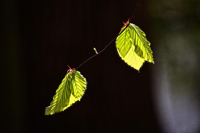 Download free HD stock image of Leaf Foliage Free Leaf Foliage photo and picture