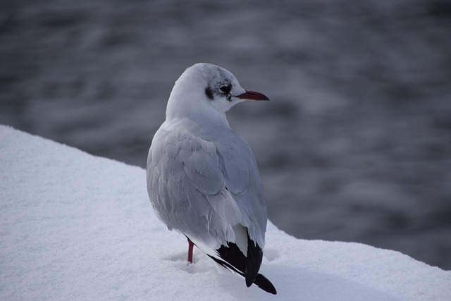 Vogel, Tierwelt, Winter, Natur, Schnee